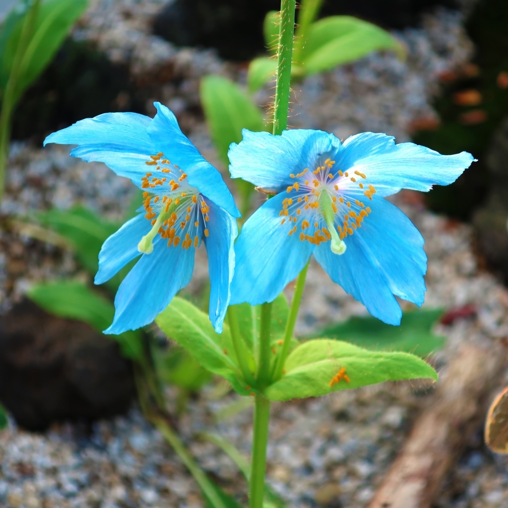 Красивые необычные голубые цветы крупным планом