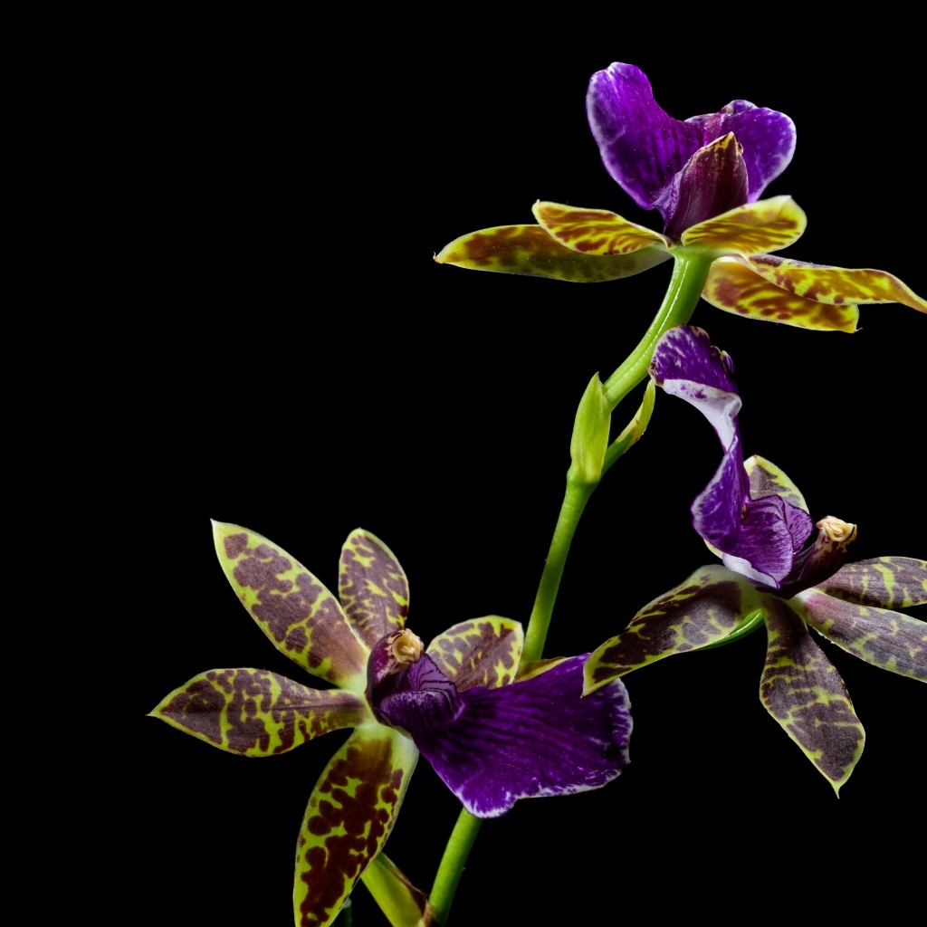 Красивая необычная пятнистая орхидея на черном фоне