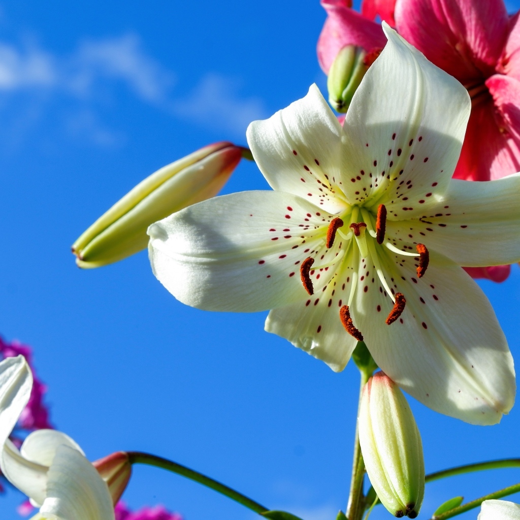 Красивые белые и розовые лилии на фоне голубого неба