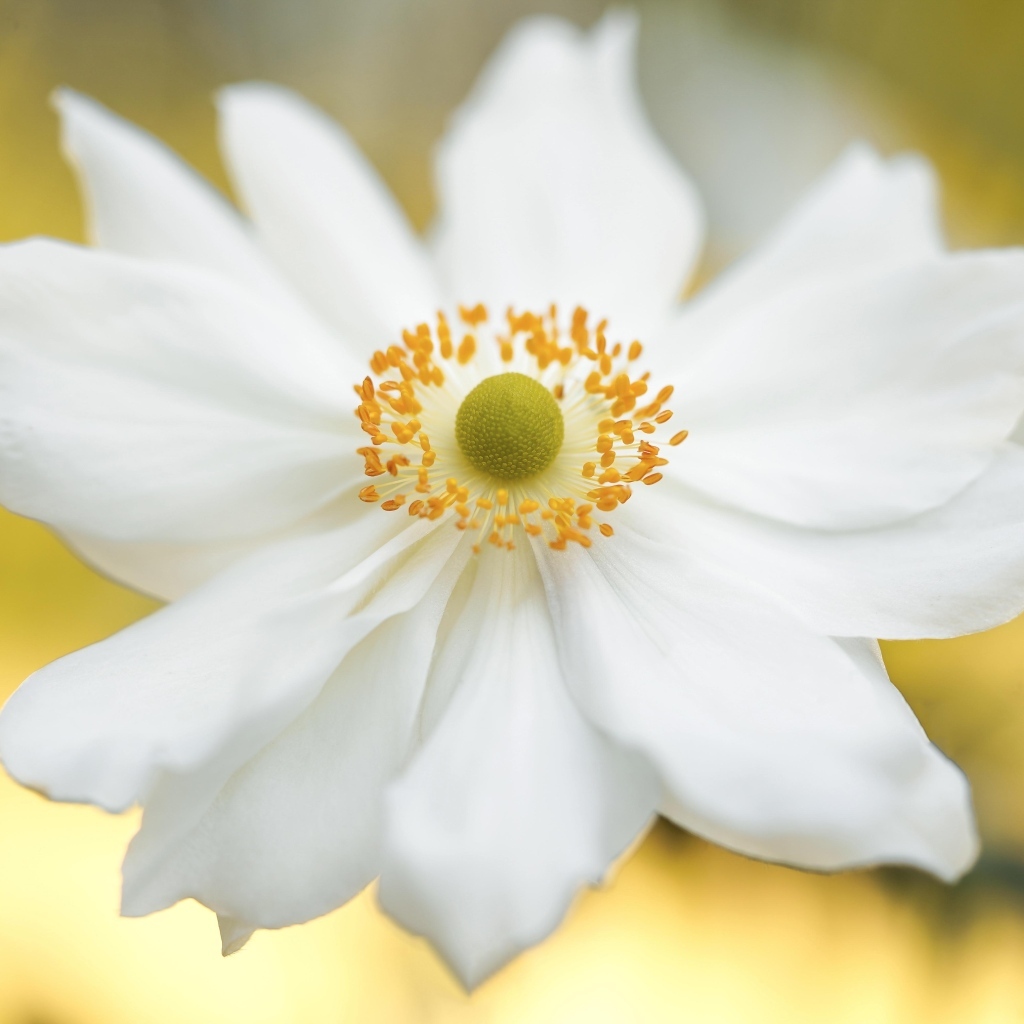 Красивый белый цветок анемоны крупным планом