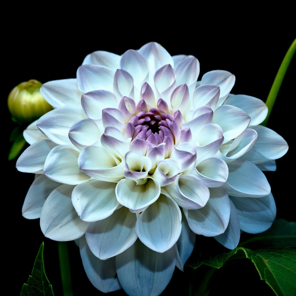 Красивый белый цветок георгина с бутонами на черном фоне