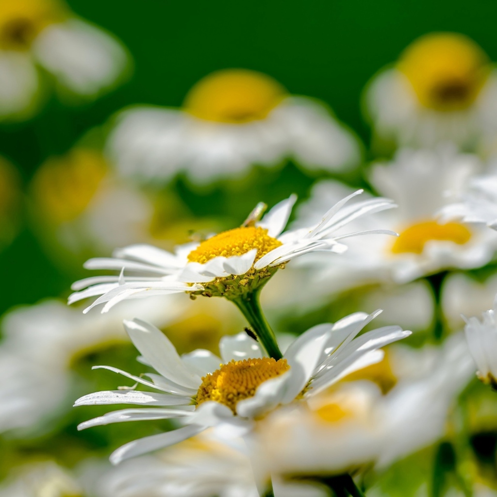 Красивые белые ромашки с желтой серединкой