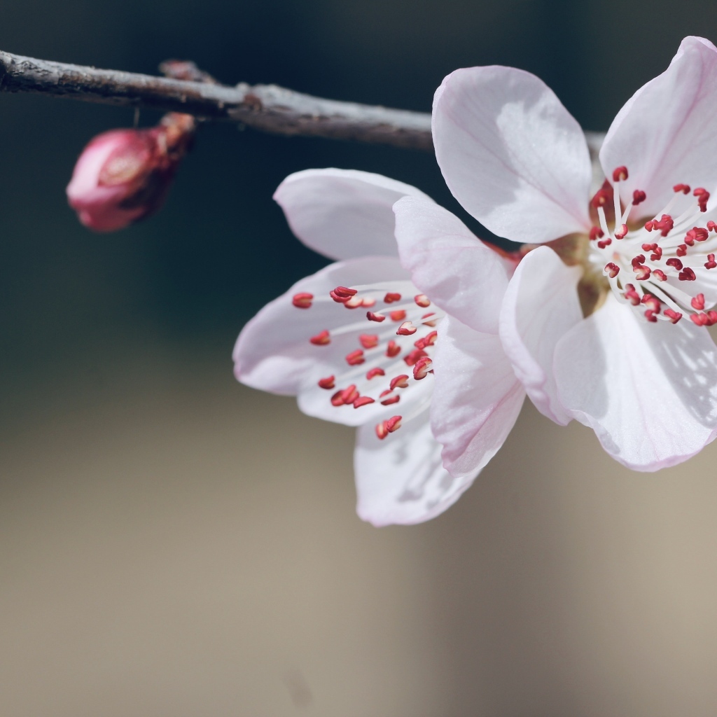 Красивые белые цветы распускаются на ветке весной