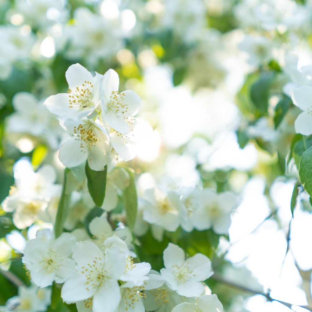 Красивые белые ароматные цветы жасмина