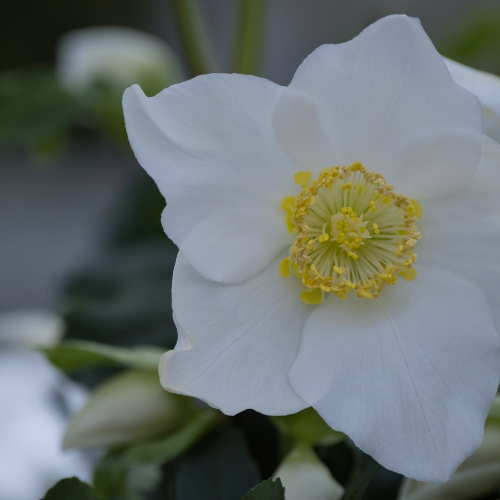 Красивый белый цветок морозник вблизи