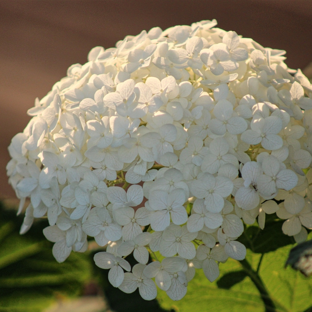 Красивый белый большой цветок гортензии