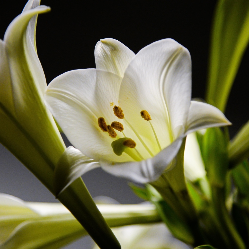 Красивые белые лилии с бутонами крупным планом