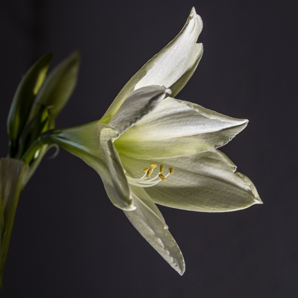 Красивая белая лилия на сером фоне