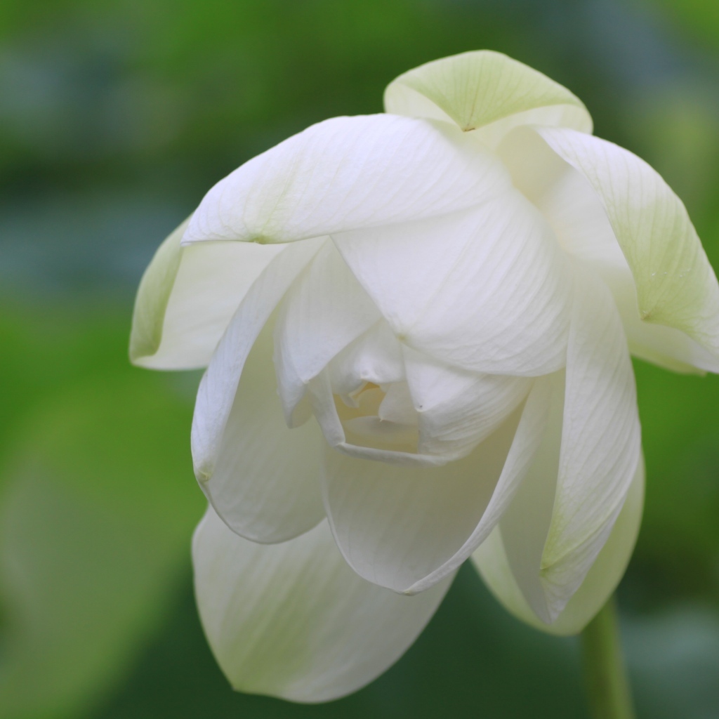 Красивый белый цветок лотоса вблизи