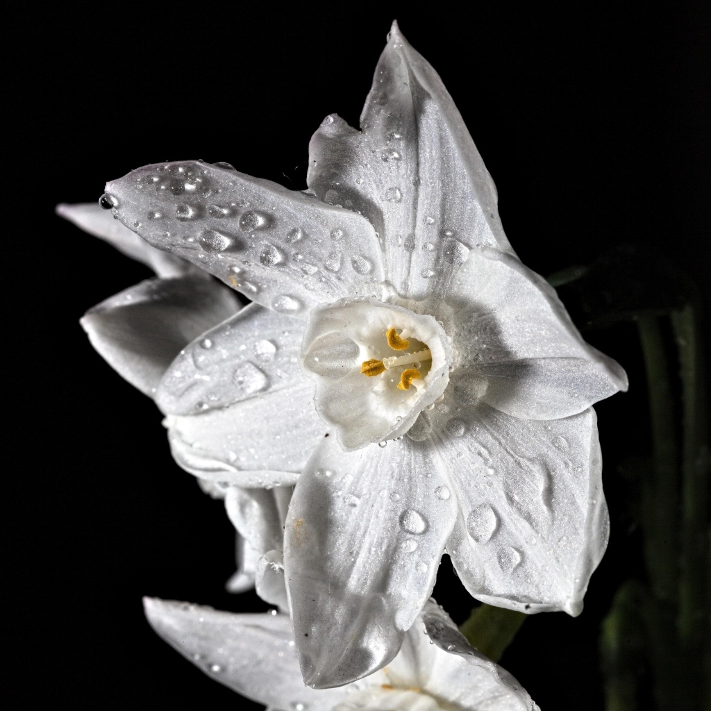 Красивый белый цветок нарцисса в каплях росы