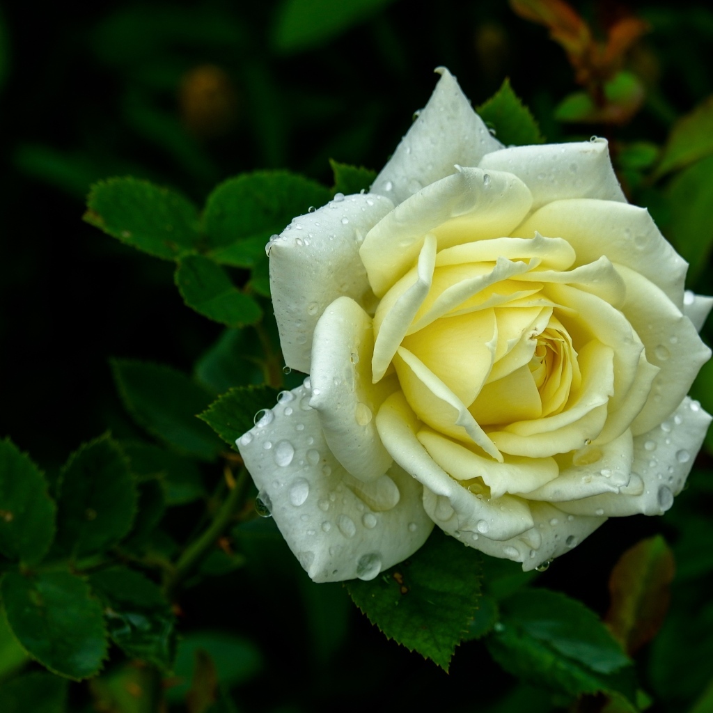 Красивая белая роза в каплях росы на клумбе летом