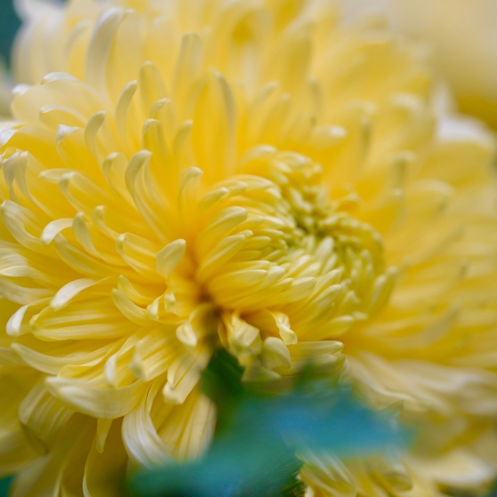 Красивый желтый цветок хризантемы крупным планом