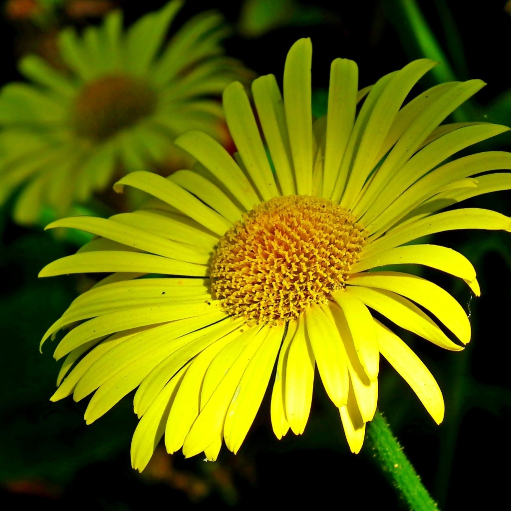 Красивые желтые ромашки вблизи