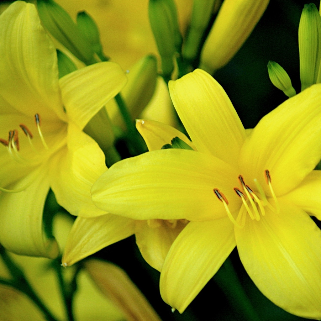 Красивая желтая садовая лилия