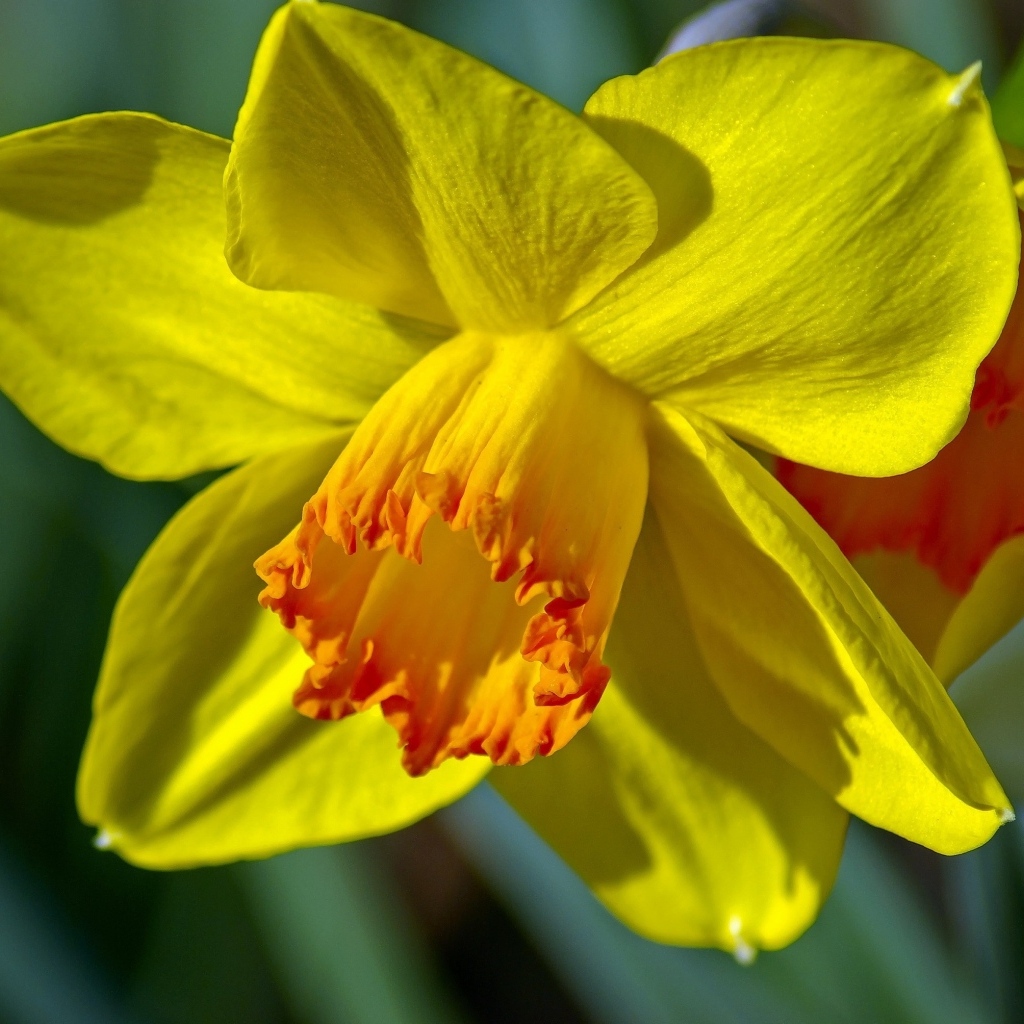 Красивый желтый цветок нарцисса крупным планом