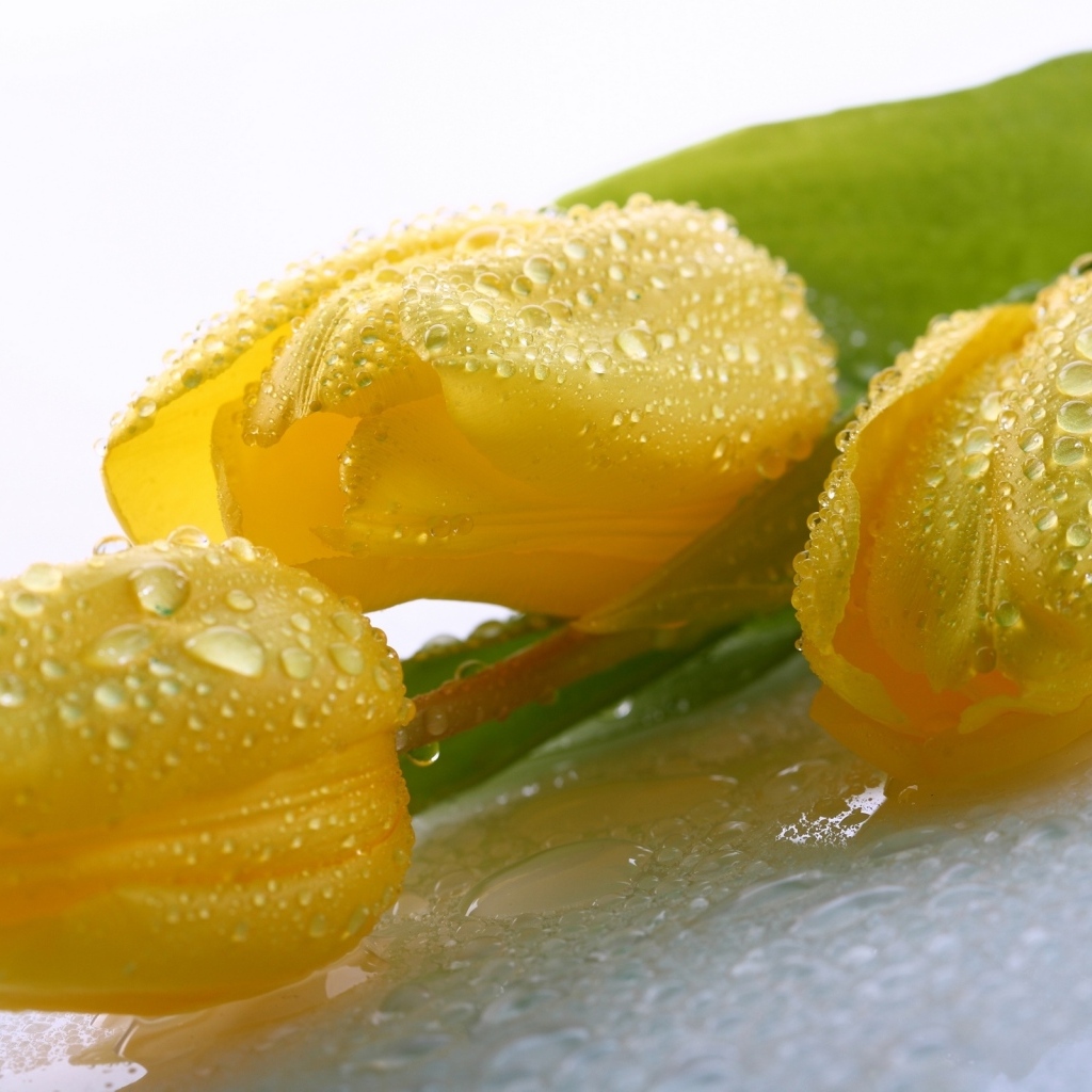 Красивые желтые тюльпаны в каплях воды