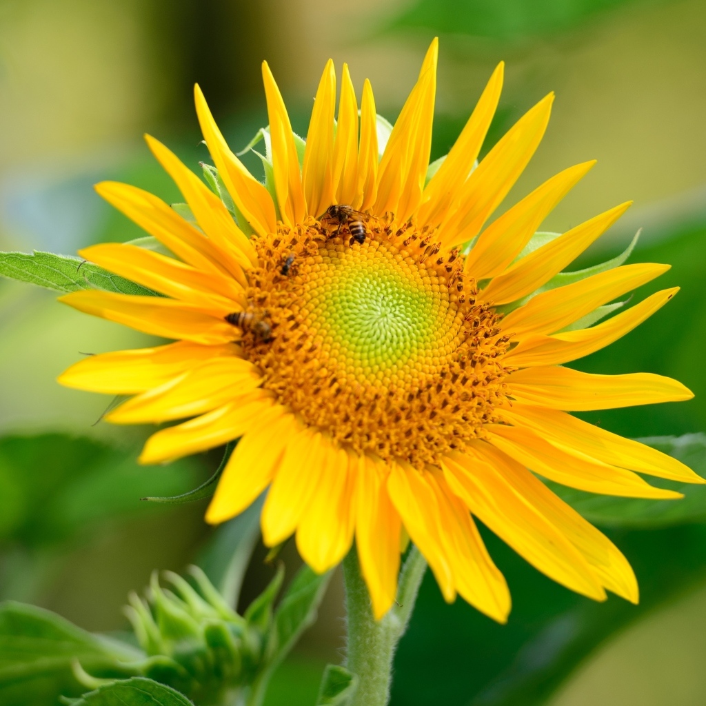 Пчелы опыляют большой желтый подсолнух