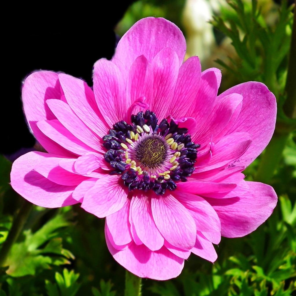 Большой розовый цветок анемоны крупным планом