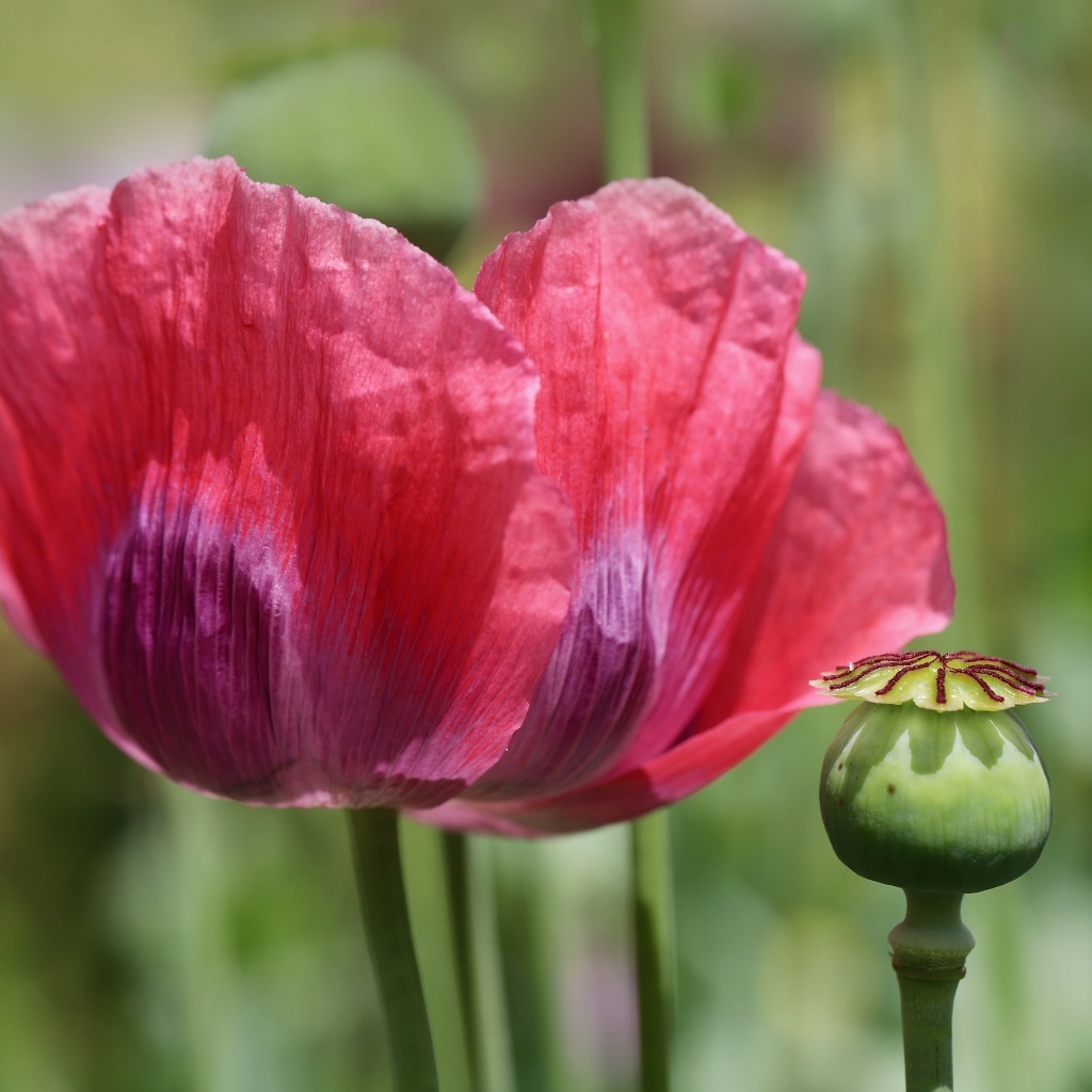 Большой красный мак крупным планом