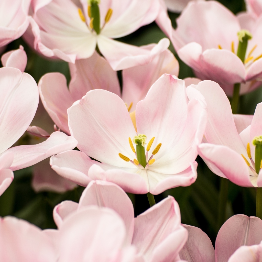 Распустившиеся цветы розовых тюльпанов