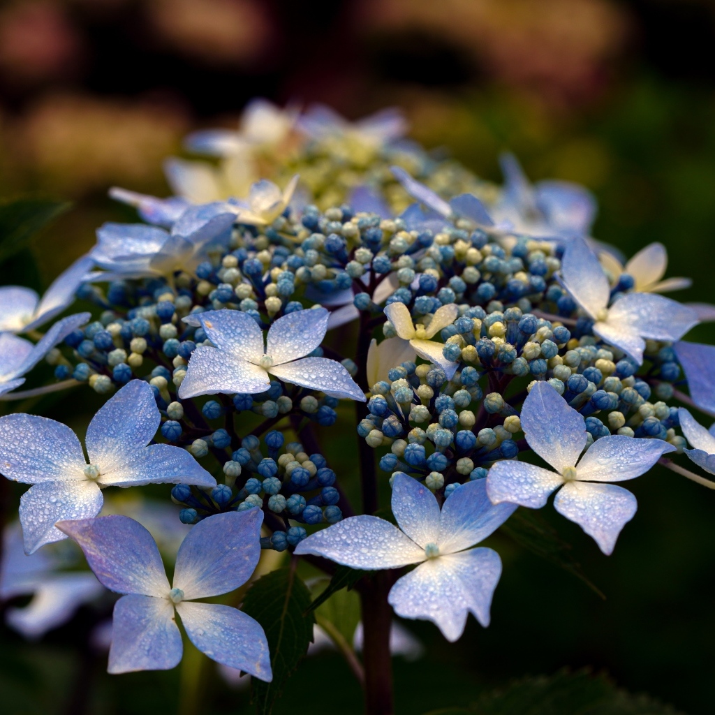 Распускающийся цветок гортензии