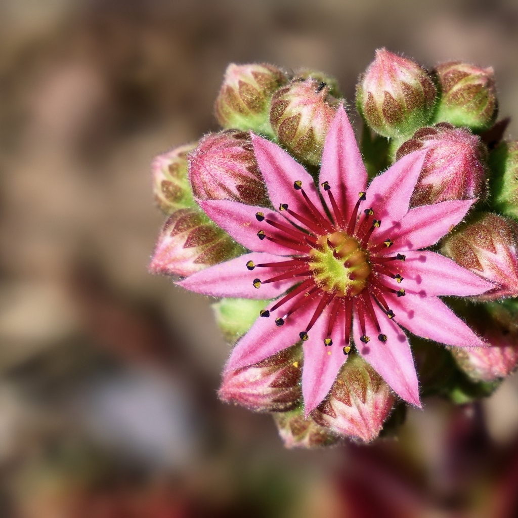 Цветущий розовый цветок молодило 