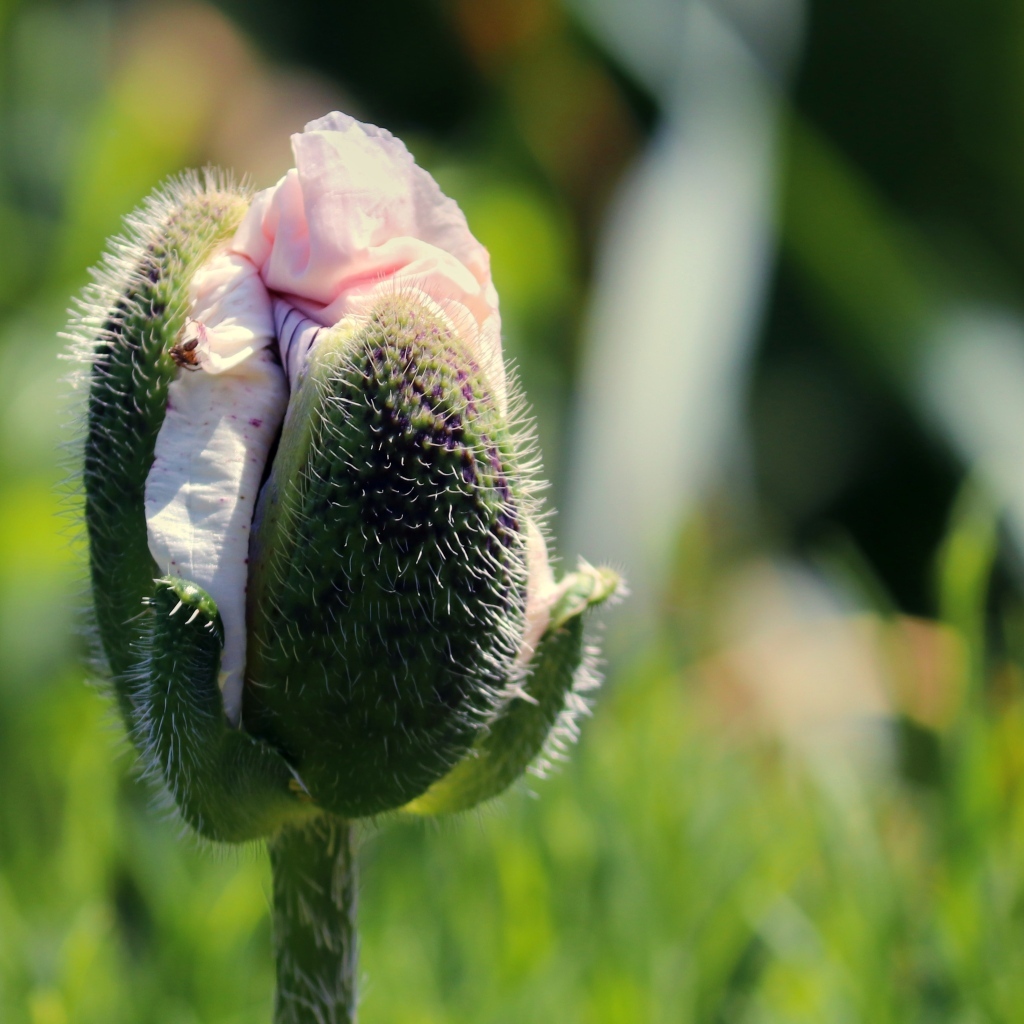 Распускающийся розовый цветок мака