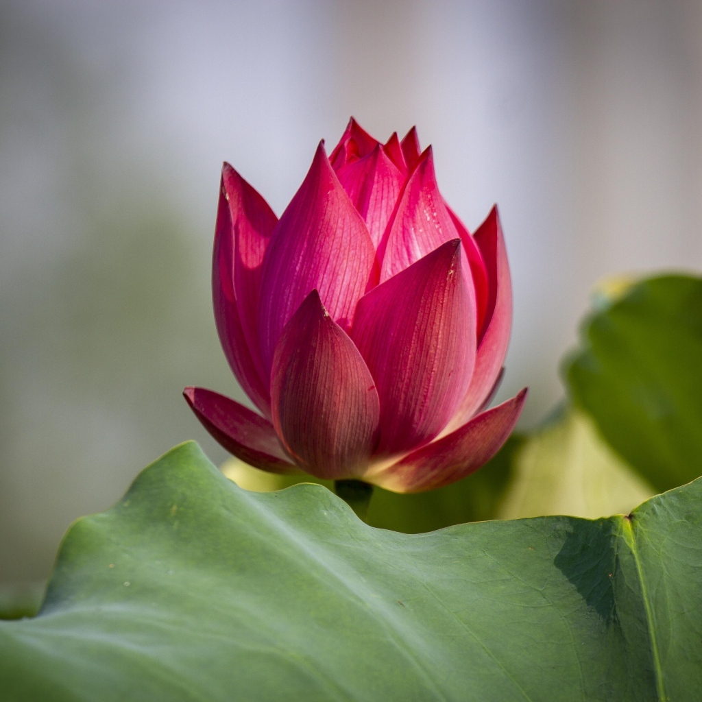 Распускающийся красный цветок лотоса с зелеными листьями