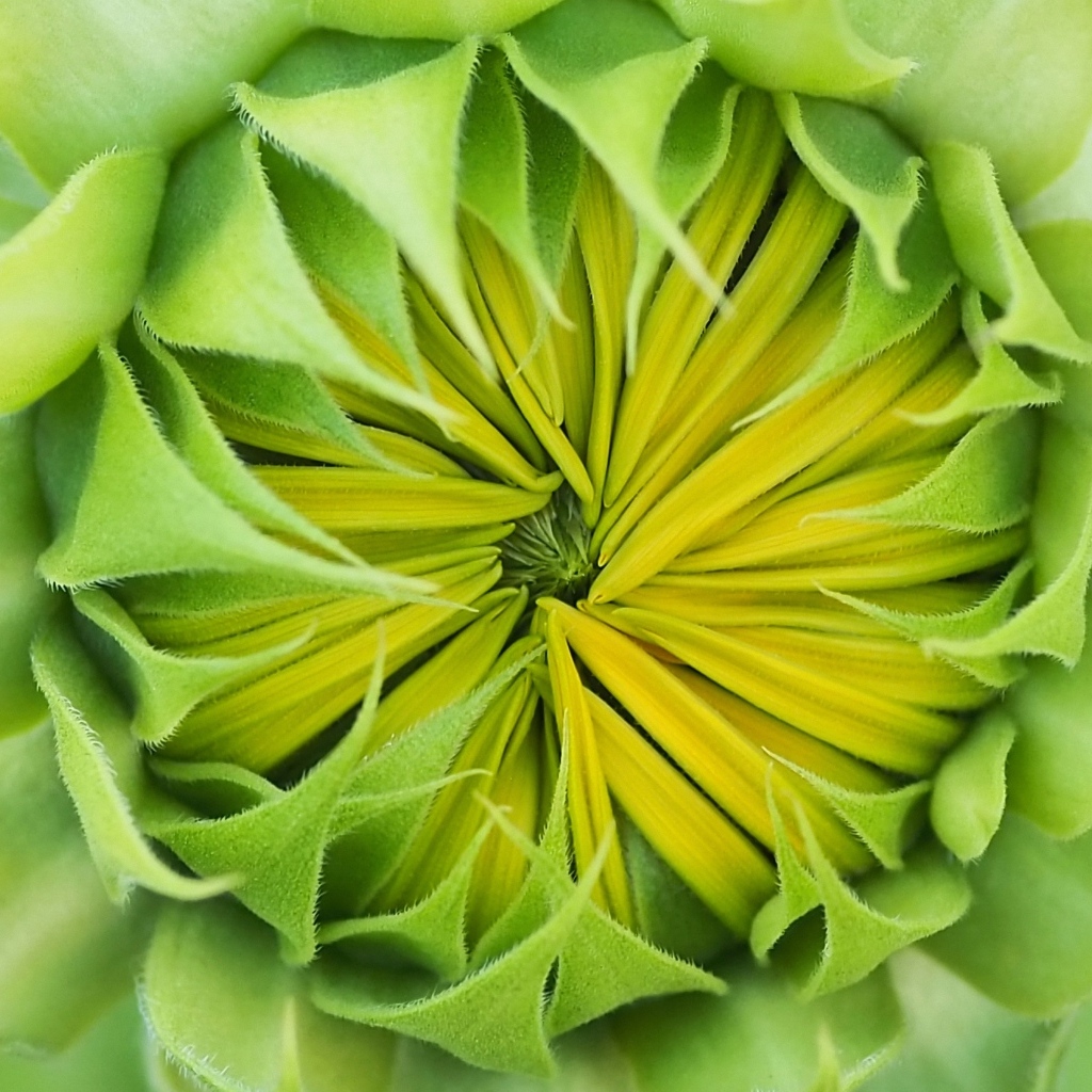 Распускающийся цветок подсолнуха