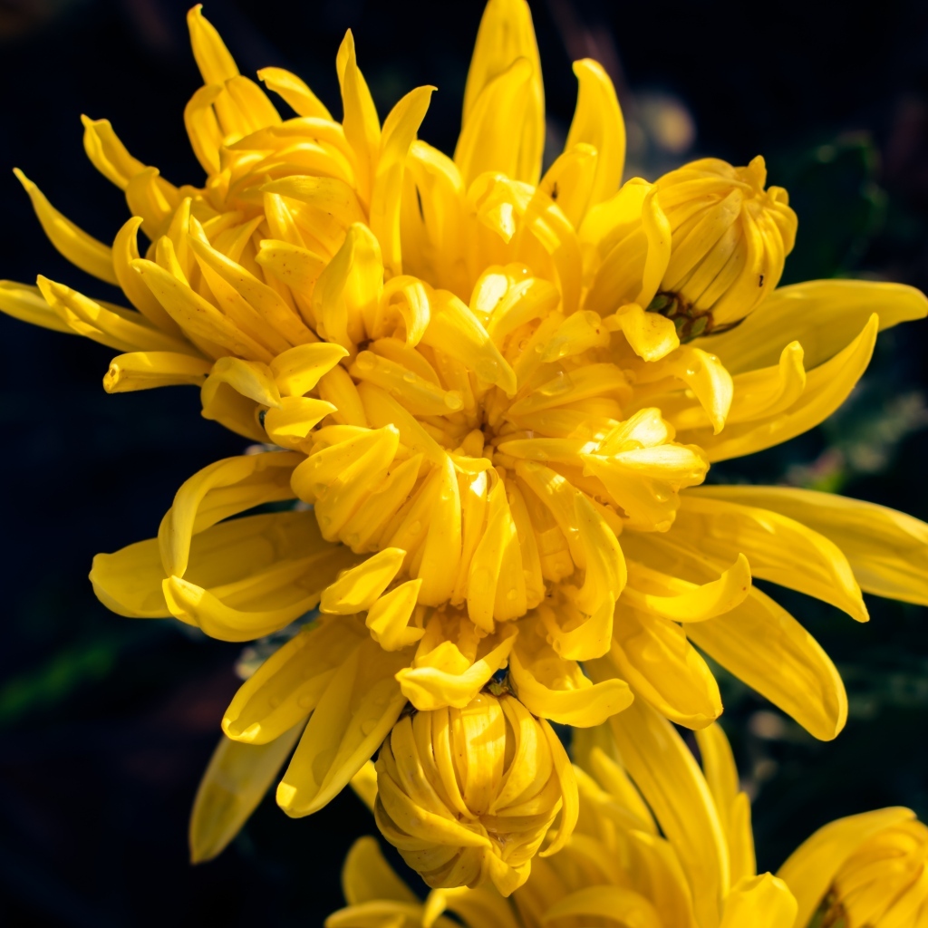 Распускающаяся желтая хризантема вблизи