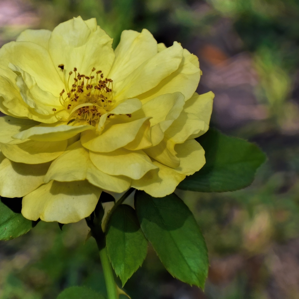 Отцветающая желтая роза в саду