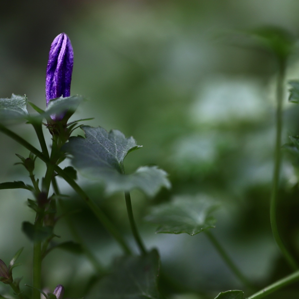 Распускающийся синий цветок колокольчика