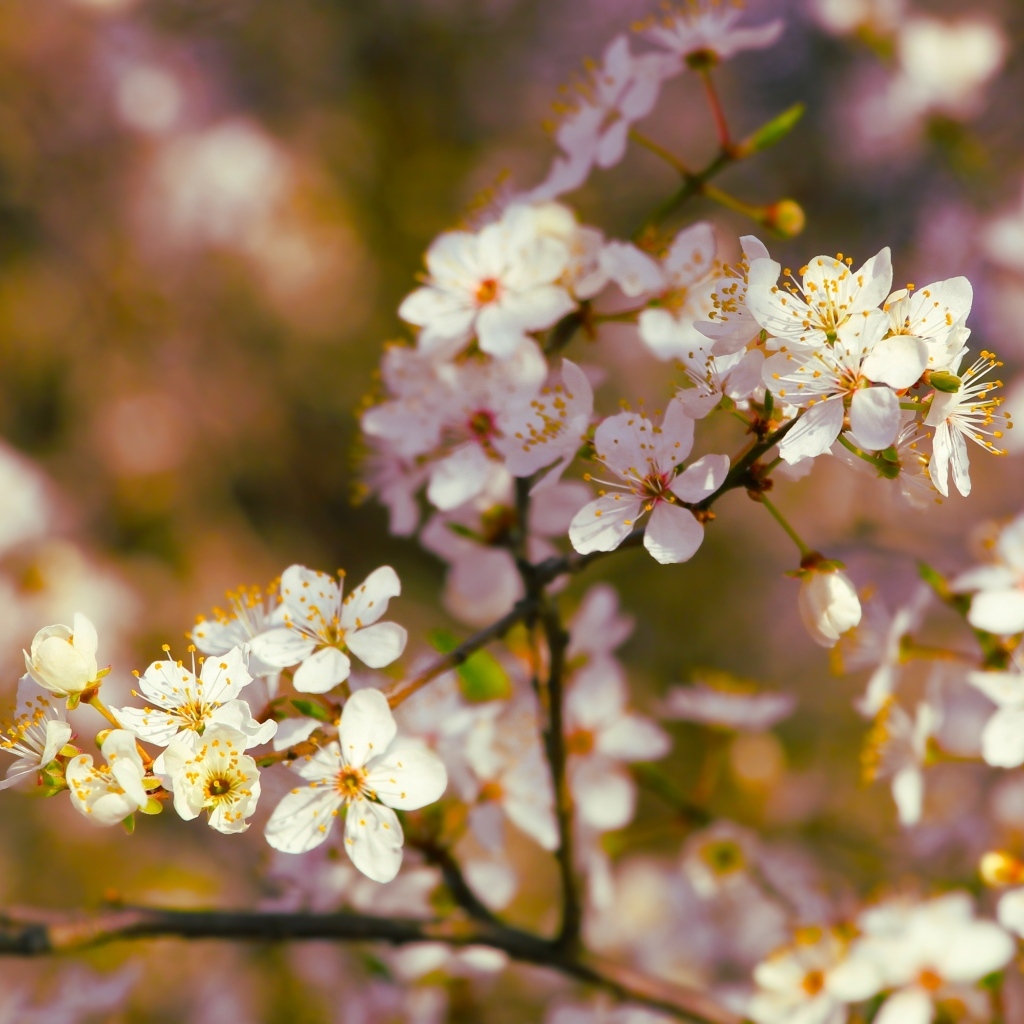 Цветущие ветки вишни весной в лучах солнца