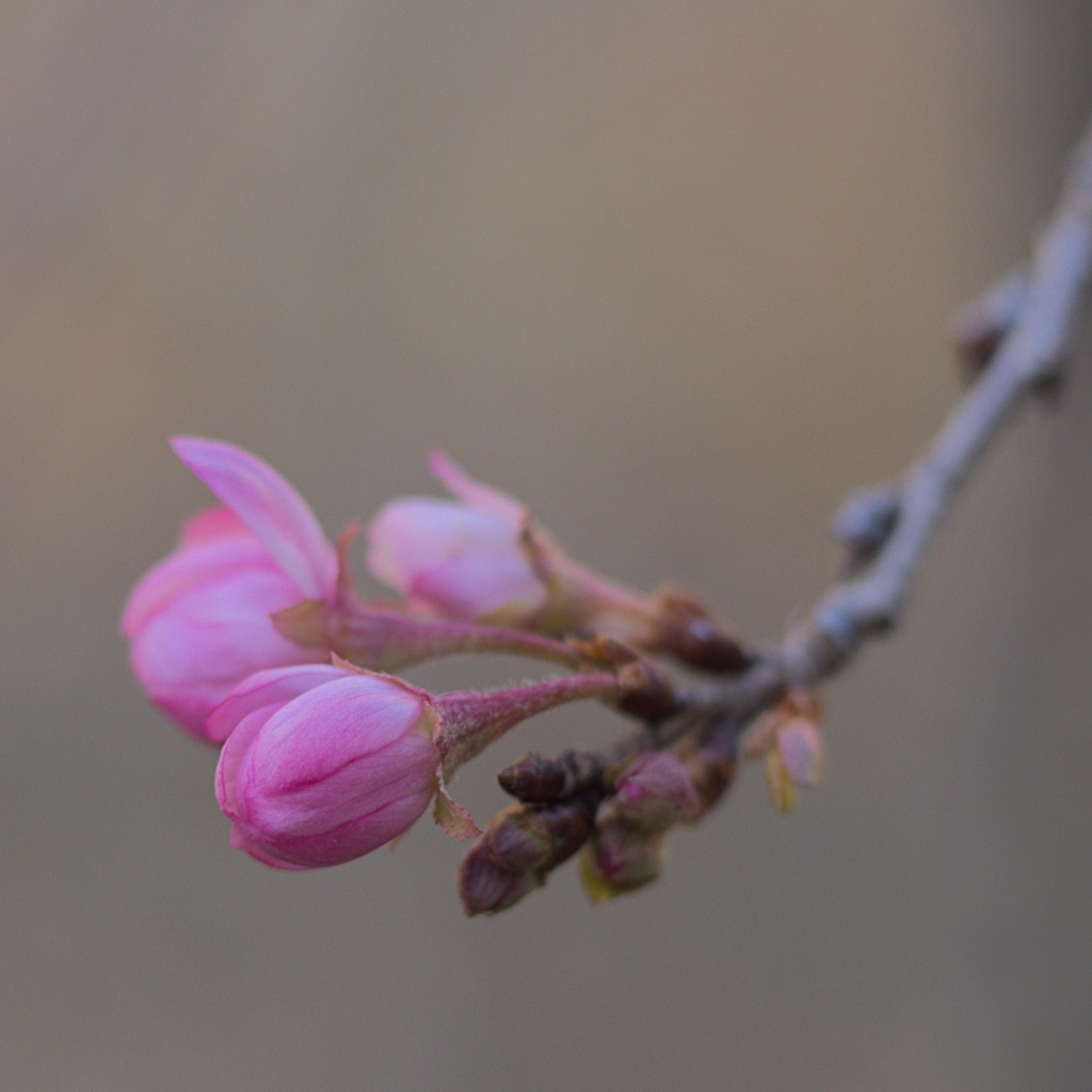 Распускающиеся цветы на ветке дерева