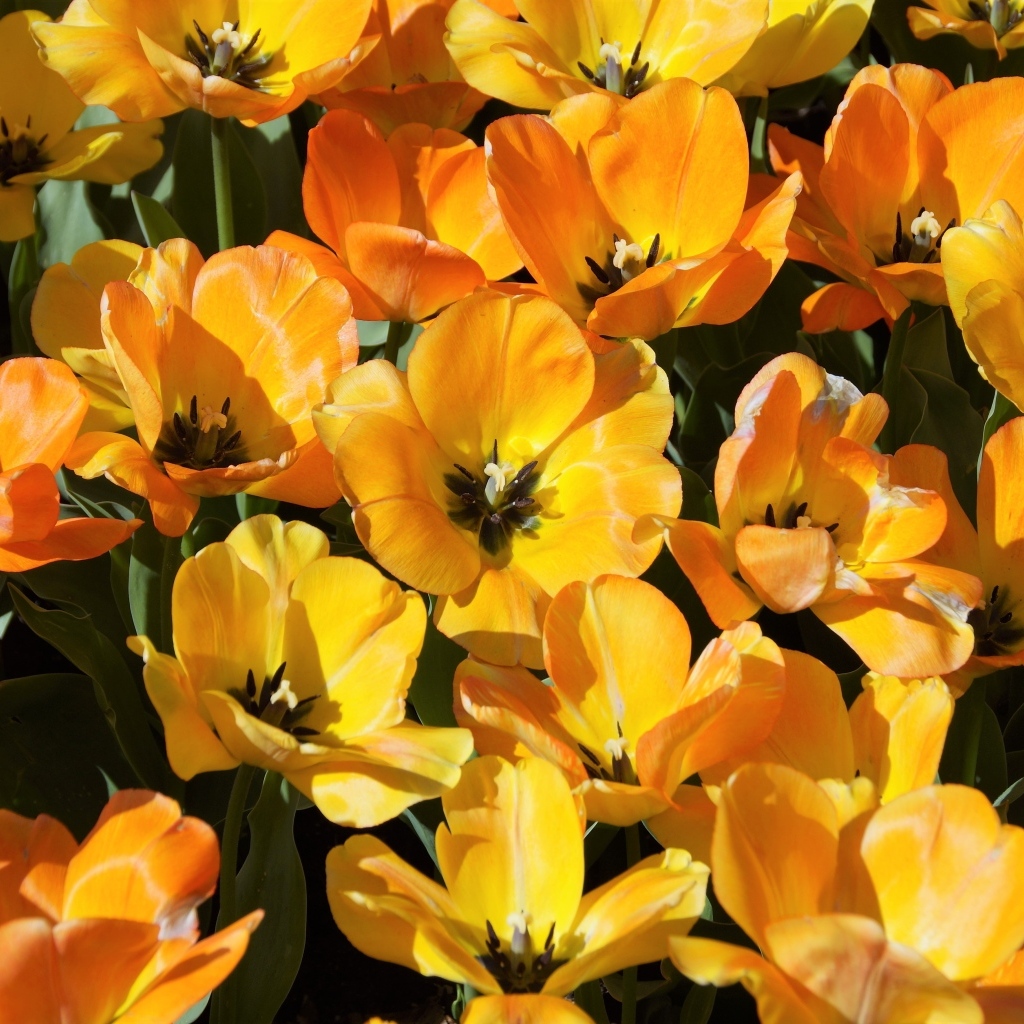 Распустившиеся оранжевые тюльпаны на клумбе