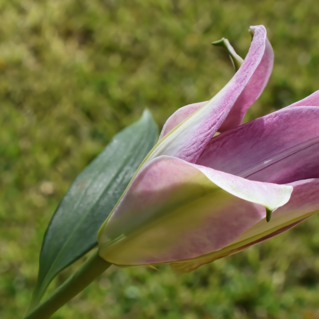 Распускающийся цветок розовой лилии