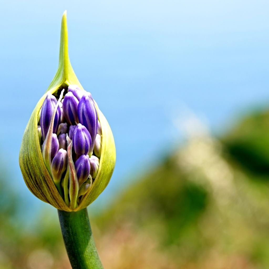 Голубая африканская лилия бутон