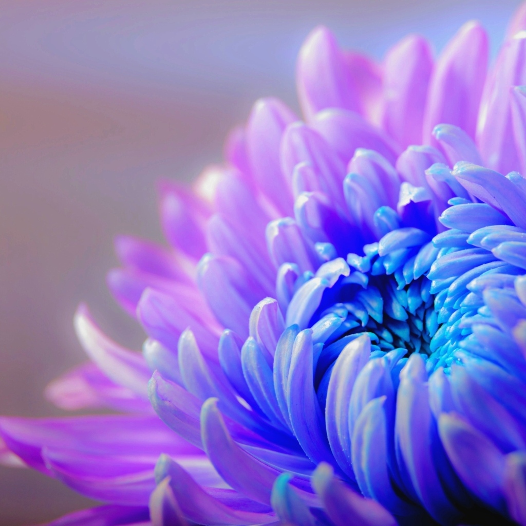 Голубой с розовым цветок хризантемы