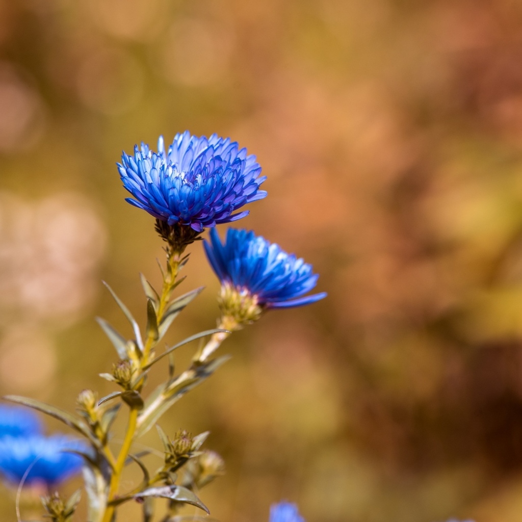 Синий осенний цветок сентябринка
