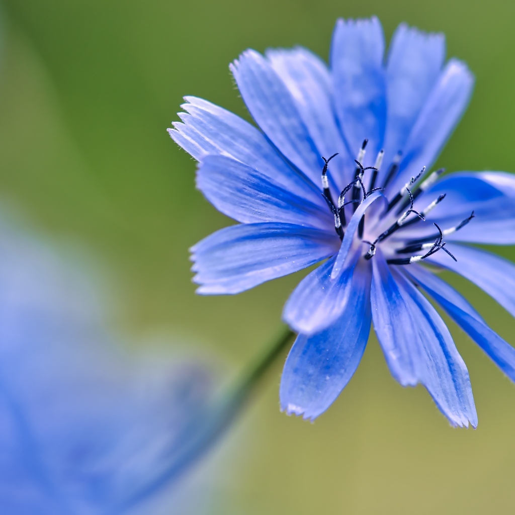 Синий цветок цикория крупным планом