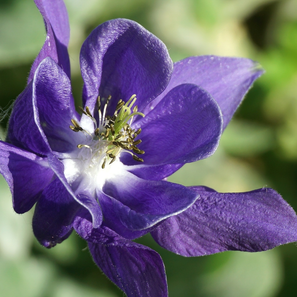 Синий цветок водосбора крупным планом