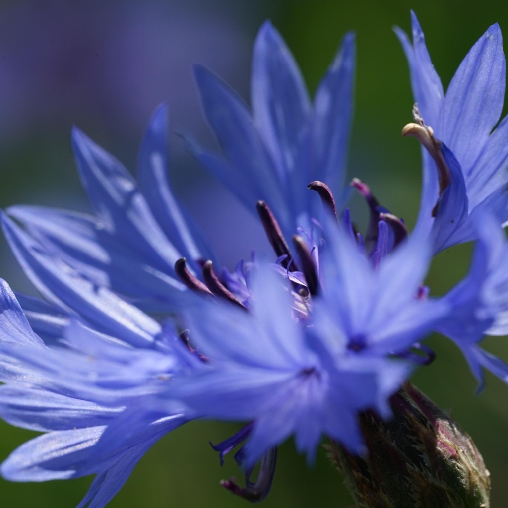 Цветок синего василька вблизи
