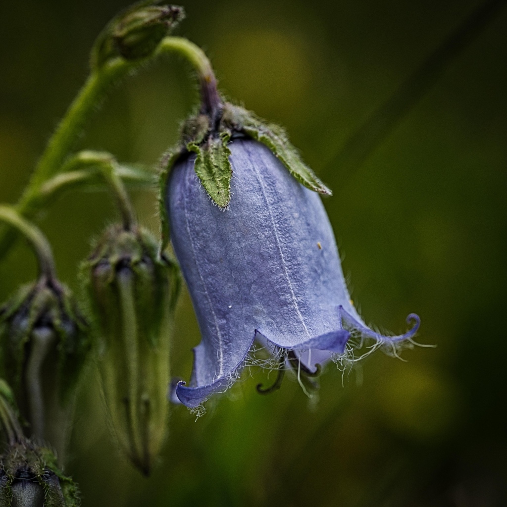 Синий опустившийся цветок колокольчика