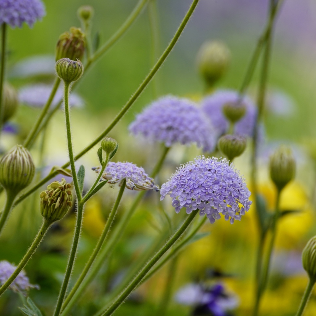 Синий садовый цветок трахимена крупным планом