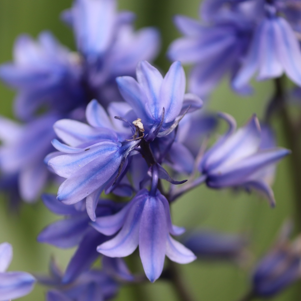 Синие цветы гиацинта вид сверху