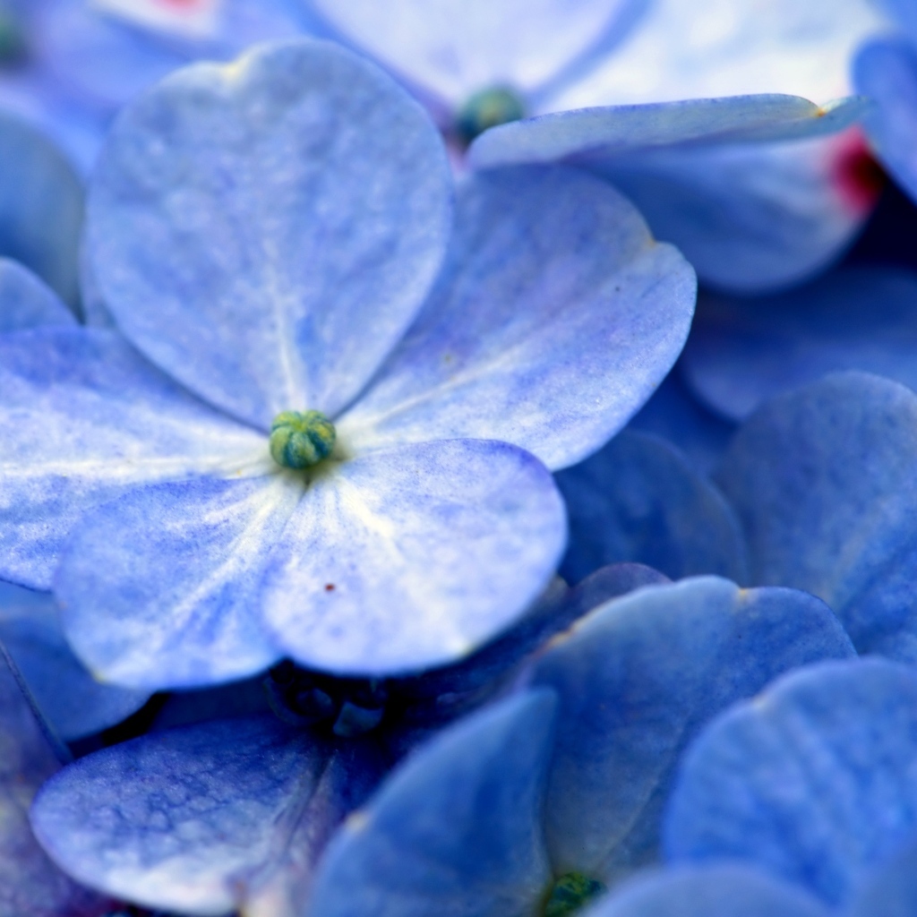 Синие цветы гортензии крупным планом