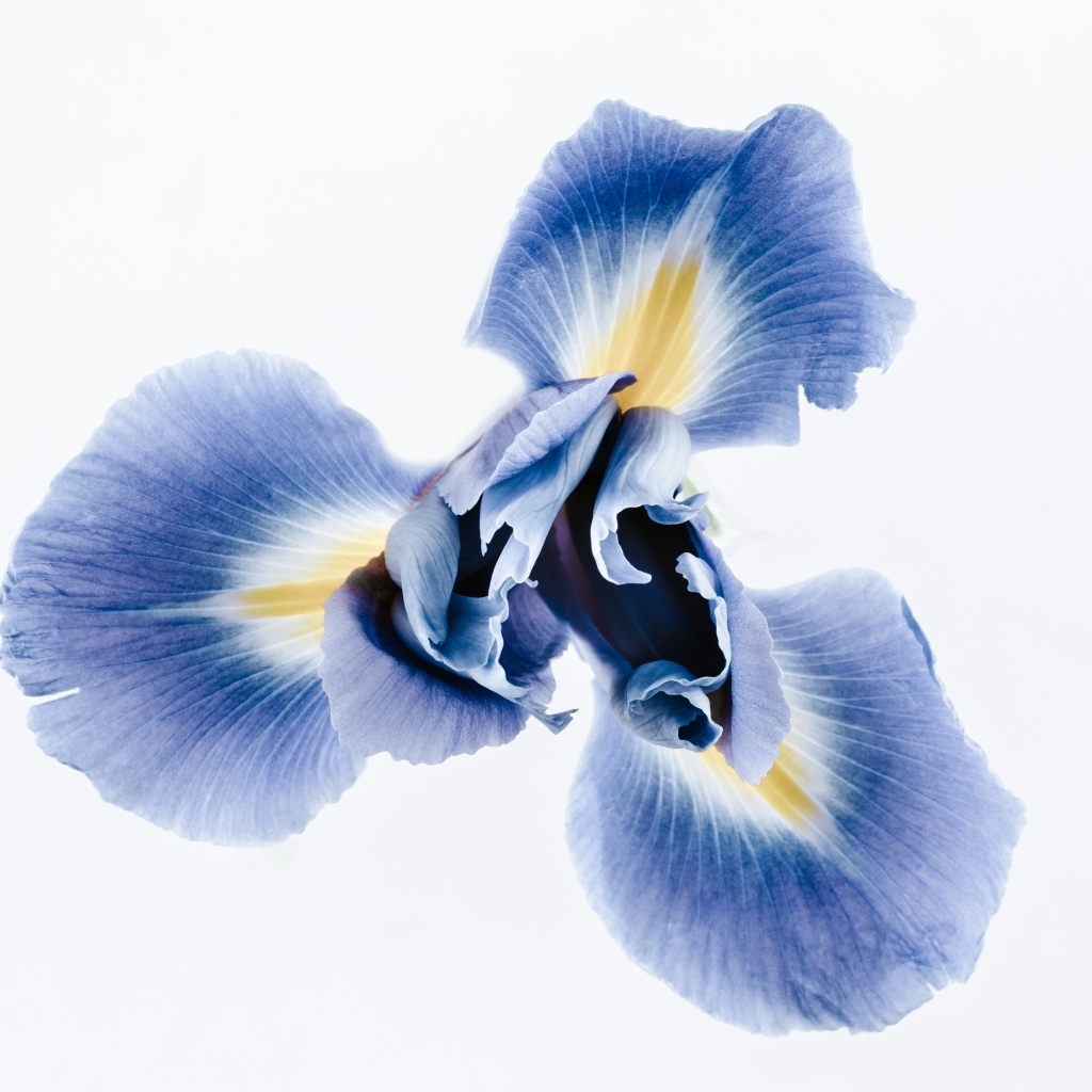 Синий цветок ириса на сером фоне