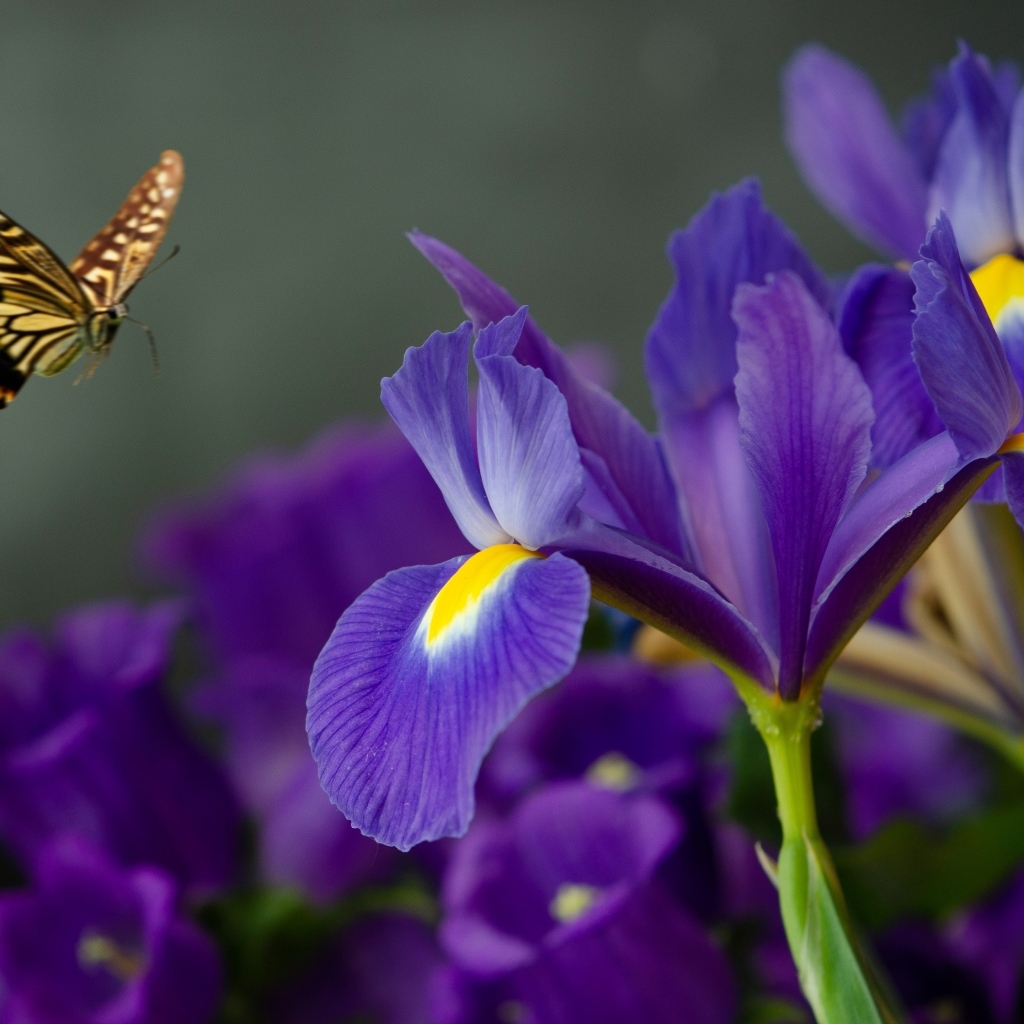 Синие цветы ириса с бабочкой