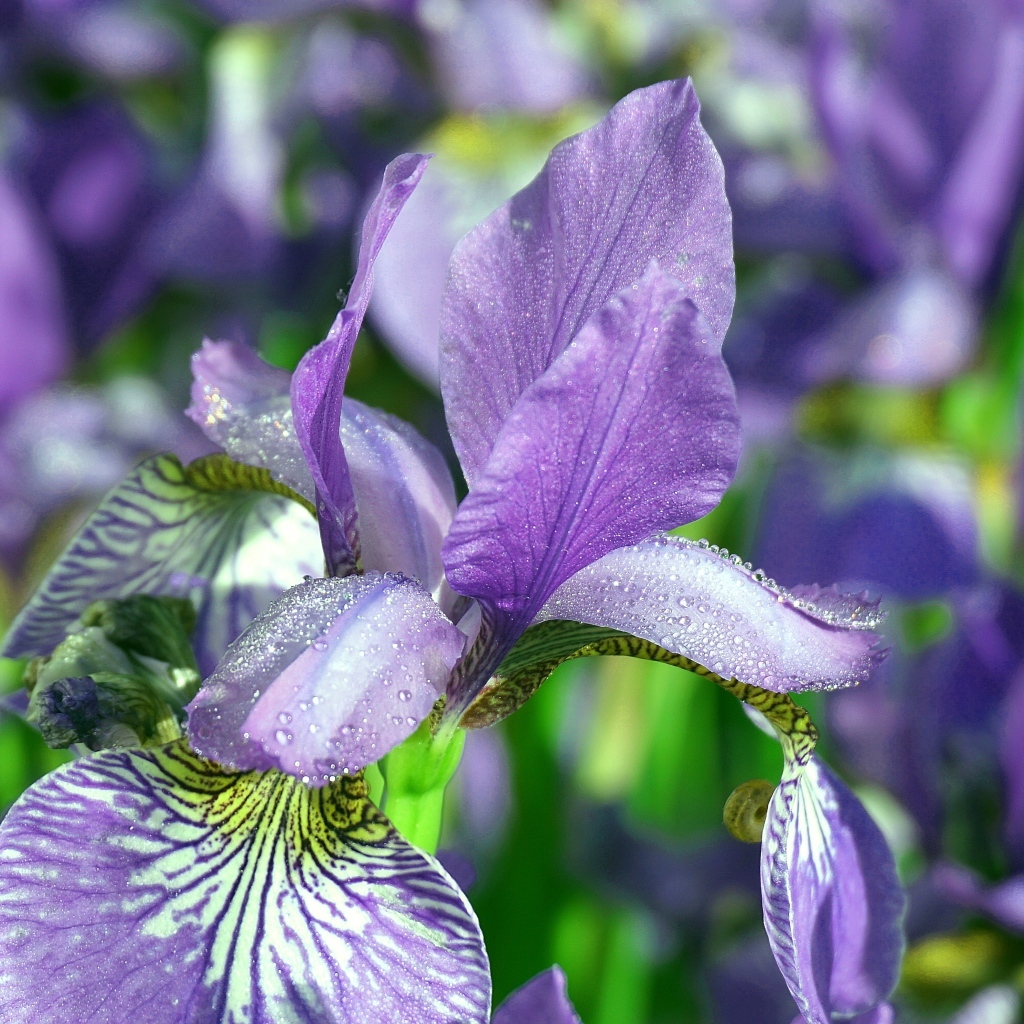 Синие цветы ириса с мокрыми лепестками