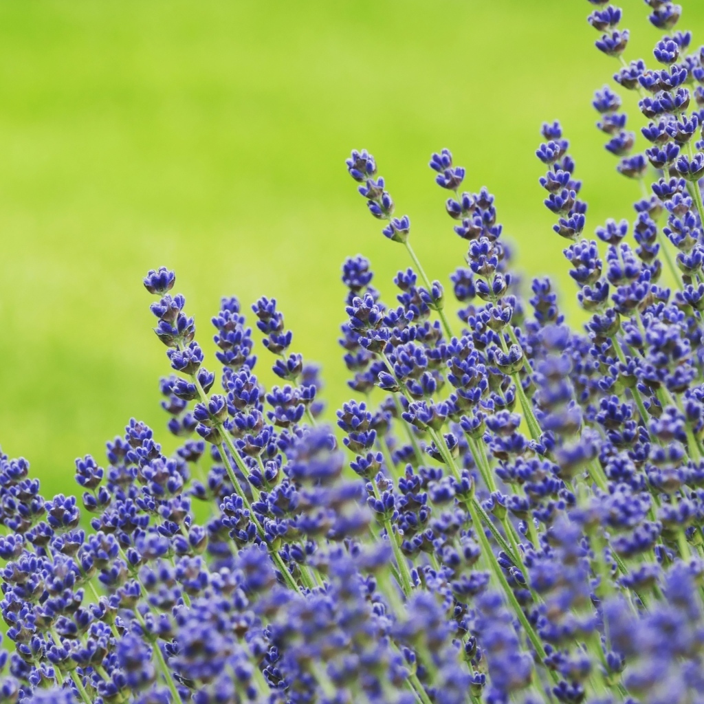 Синие цветы лаванды на зеленом фоне
